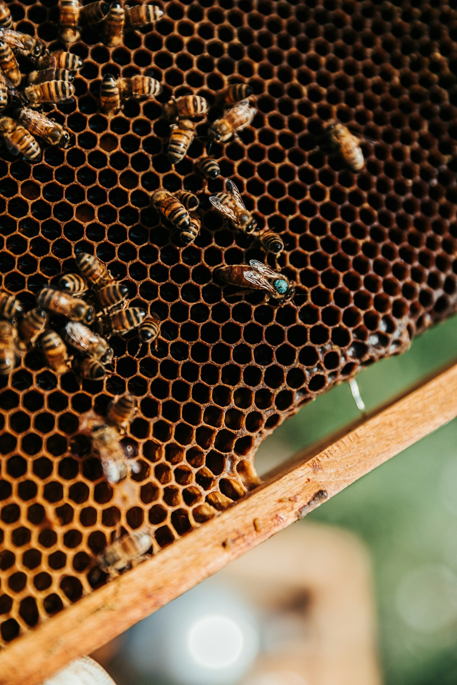 Hur innovationer förändrar biodlingsbranschen